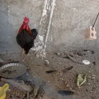 خروس
