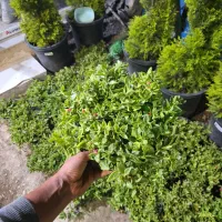 نهال ناز گوشتی ناز آفتابی گل رونده پوششی سبز