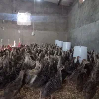 فروش نیمچه بوقلمون محلی