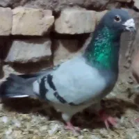 کبوتر درجه یک مفت|پرنده|بیرجند, |دیوار