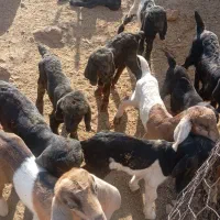 فروش گله بز داشتی کهره دار|حیوانات مزرعه|مرودشت, رامجرد یک|دیوار