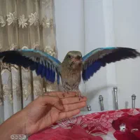 گمشده در حوالی میدان دادگستری پشت کمیته امداد
