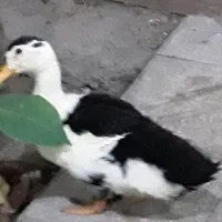اردک 4 ماهه