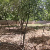 باغ سرسبز بر خیابان اصلی کندوان اسکو