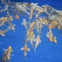 مولد کوی|ماهی|شهرضا, |دیوار