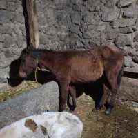 با سلام اسب دایچا شش ماهه