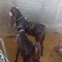 دوعدد بزغاله درمهران شهرک اسلامیه