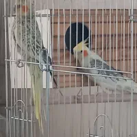 عروس هلندی مولد|پرنده|آبیک, |دیوار