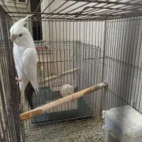 آلبینو و وایت فیس جفت مولد دستی جوجه بزرگ کن