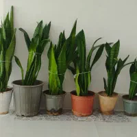 گل سانسوریا