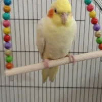 عروس هلندی|پرنده|مشهد, قائم|دیوار