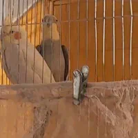 عروس هلندی نر وماده سخنگو