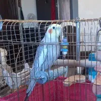 عروس هلندی نر