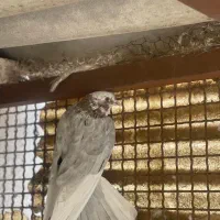 ۳ عدد کبوتر غریبگیری عالی