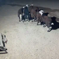 بره قوچ|حیوانات مزرعه|فرمهین, |دیوار