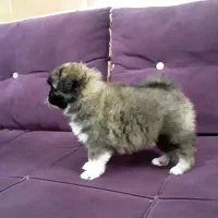 پامر روباهی شیتزو سوپر فلت