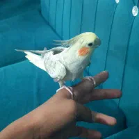 عروس هلندی  سخنگو فول دستی