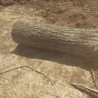 خریدار چوب باغات|خدمات باغبانی و درختکاری|صحنه, |دیوار