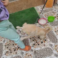 بندر ماهشهر شهرک شهید چمران|سگ|چمران, |دیوار