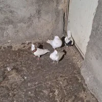 کفتر|پرنده|بهارستان, |دیوار