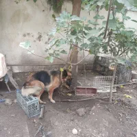 سگ جرمن اصل