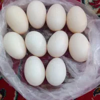 تخم وردک ده دونه