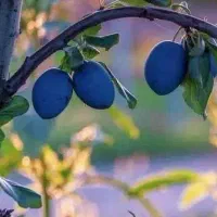 ارائه نهال آلو سیاه خورشتی|خدمات باغبانی و درختکاری|سردشت, |دیوار