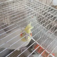 فروش جفت عروس هلندی|پرنده|بومهن, |دیوار