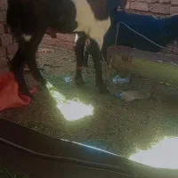 21000000|حیوانات مزرعه|خاش, |دیوار