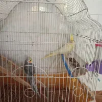 یک جفت عروس هلندی