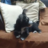 سگ شیتزو جنسیت نر|سگ|ری, اقدسیه|دیوار