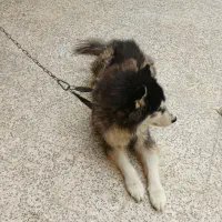 سگ هاسکی|سگ|بندر ماهشهر, |دیوار