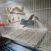 قناری|پرنده|رشت, کوی مهر|دیوار