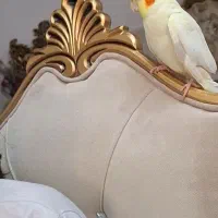 عروس هلندی زعفرانی