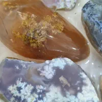 شجر بهاره نگینی زمینهیاسی سوسنی خرمایی