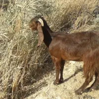 دوعدد بزماده|حیوانات مزرعه|خرمشهر, |دیوار