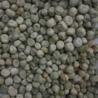 بذر نخود فرنگی