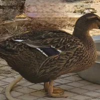 اردک|حیوانات مزرعه|اندیشه, اندیشه فاز ۵|دیوار