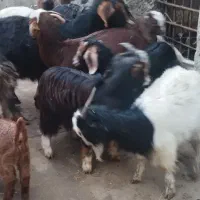 بز با بزغاله درشت|حیوانات مزرعه|قزوین, |دیوار