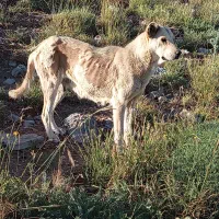 سگ ماده برا گله