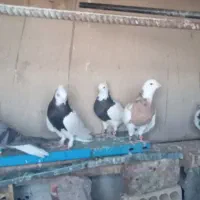 ساده و طوق|پرنده|خوسف, |دیوار