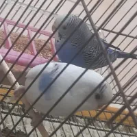 مرغ عشق  سالم و سرحال