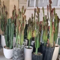 فروش گیاهان آپارتمانی کاکتوس گل ماشین عروس باکس گل