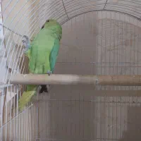 طوطی ملنگو ماده|پرنده|فردیس, منظریه|دیوار