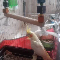 عروس هلندی|پرنده|کرمانشاه, |دیوار