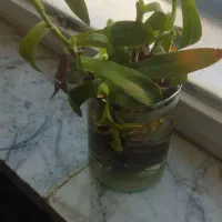 قلمه|گل و گیاه طبیعی|کرج, حصارک بالا|دیوار