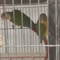 طوطی گرینجیک