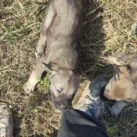 واگذاری سگ|سگ|رستمآباد, |دیوار