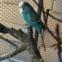 مرغ عشق هلندی|پرنده|ملارد, |دیوار