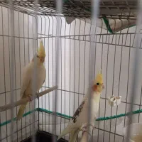 عروس هلندی|پرنده|بهار, |دیوار